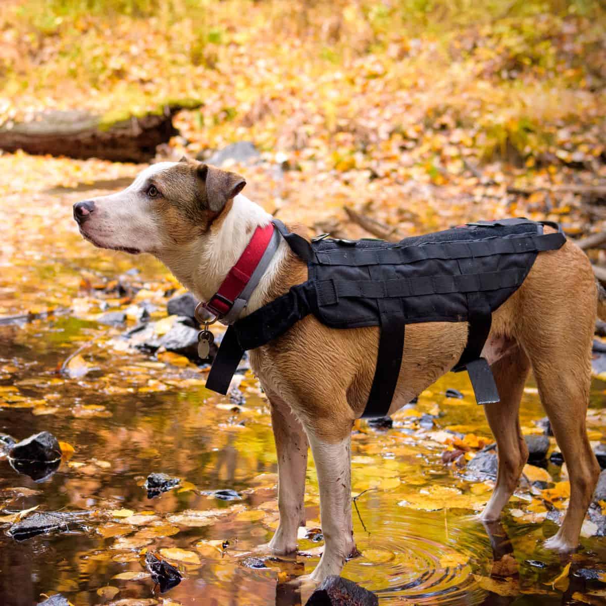 Dog standing in forest of fall leaves wearing a black coat for thanksgiving tradition