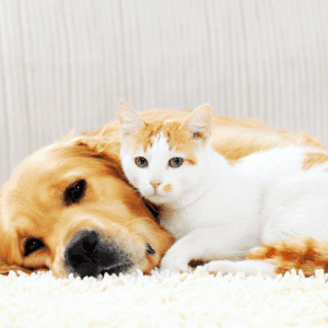 Golden lab and white and beige cat lying on a white carpet looking into the camera