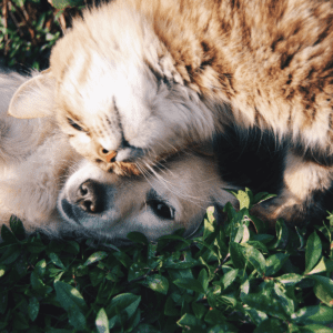 Beige dog and cat playing in the grass together in the sunshine