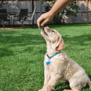 Person giving a golden colored puppy dog a treat to teach it how to sit