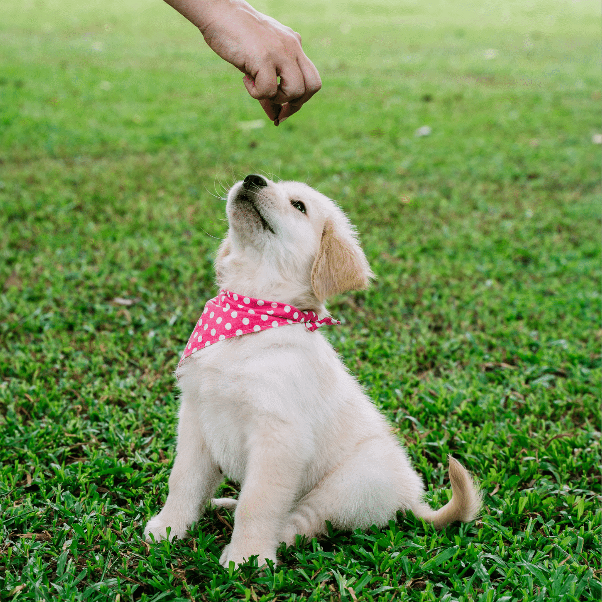 small golden retriever puppy in a red bandana being offered a treat while sitting on a green lawn
