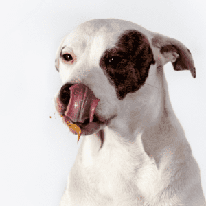 White dog with a black patch over his eye licking his mouth and eating peanut butter