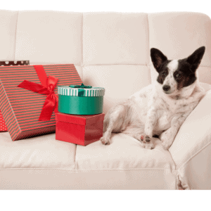 Black and white dog sitting on a white couch beside many presents in various sized boxes wrapped with green paper, brown with a red bow and red paper for the holidays.