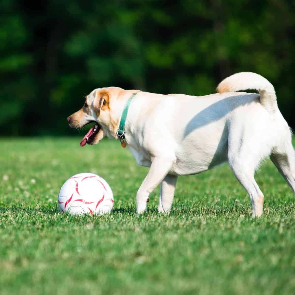 yellow lab playing soccer with a red and white ball on grass after learning to play soccer