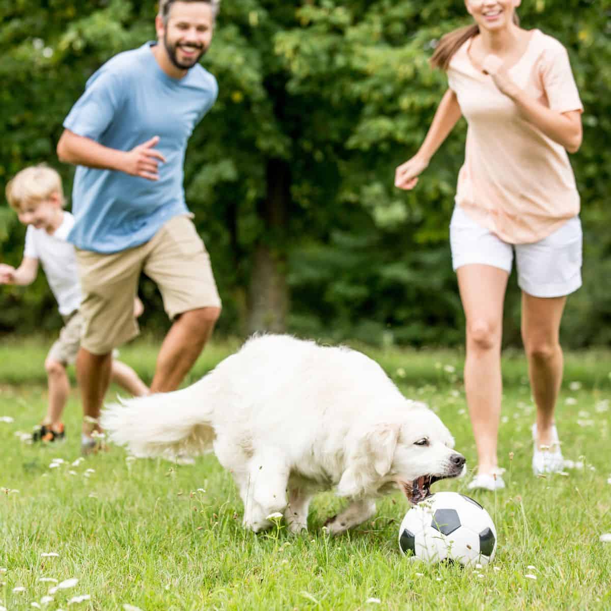 dog playing soccer with family on green grass - yes dog soccer is a thing