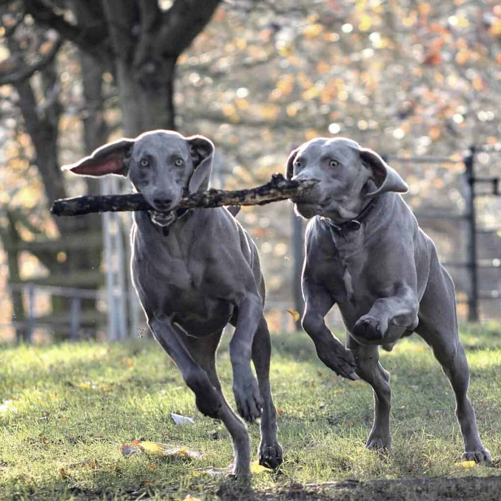 Two grey Weimaraner dogs running on grass with a stick in their mouth playing.  