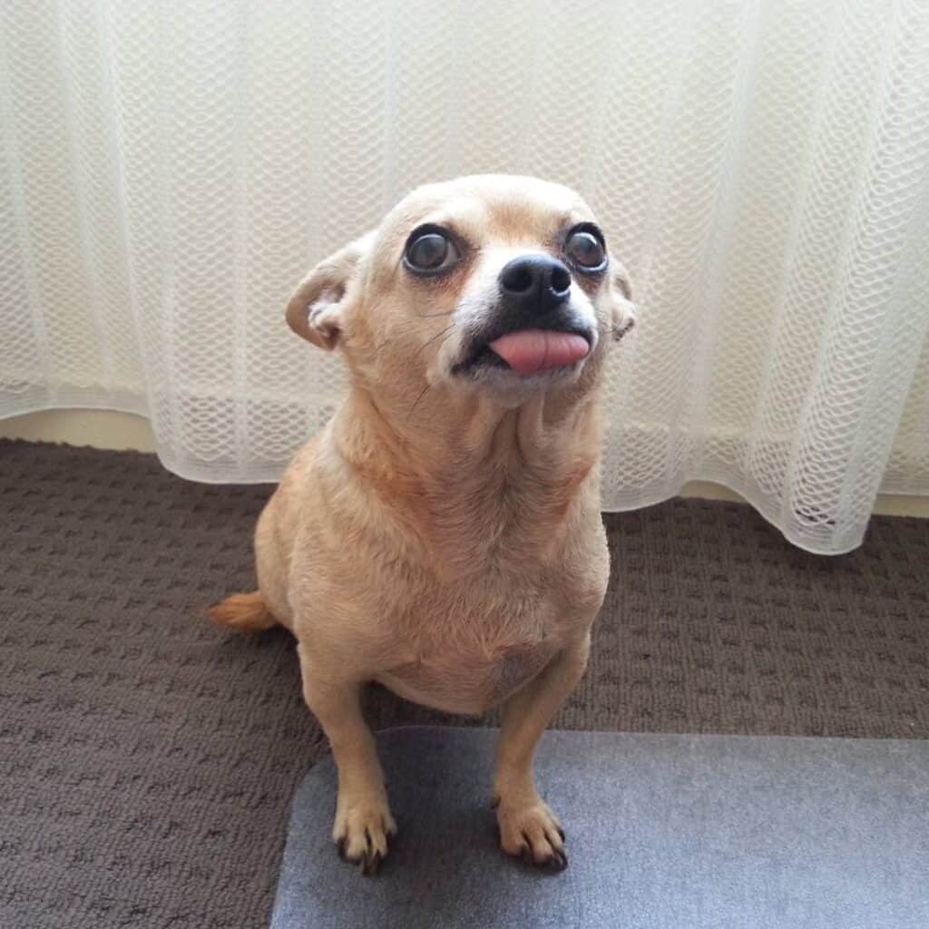 Blonde Chihuahua looking into the camera sitting down with its tongue out.