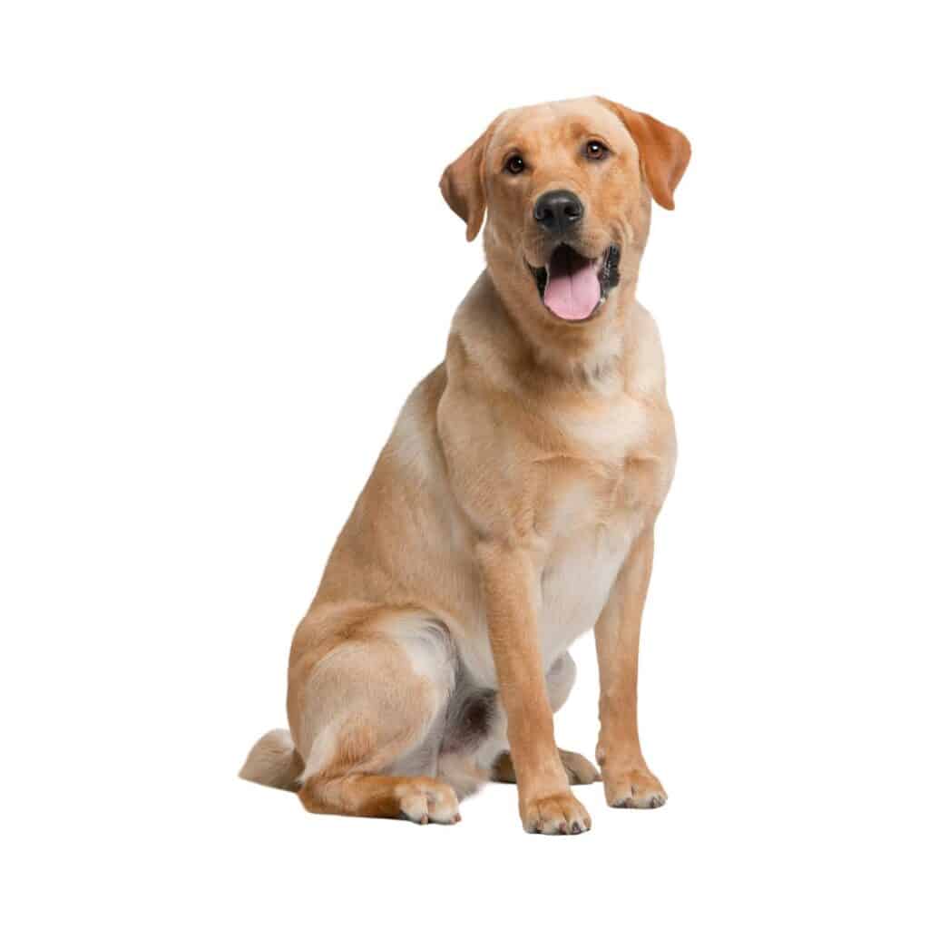 Blonde Labrador Retriever sitting on the ground looking into the camera representing a good family dog.