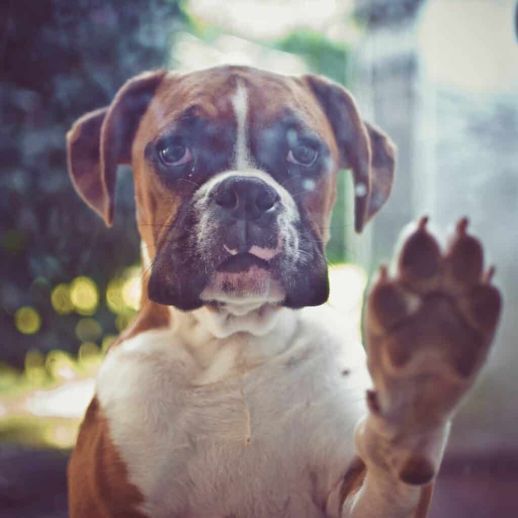 Brown and white Boxer dog looking into a window with its paw up.