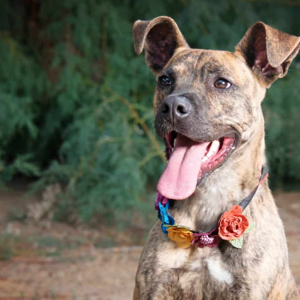 Mixed breed brindle dog looking into the far off with uplifted ears and a flower collar on.