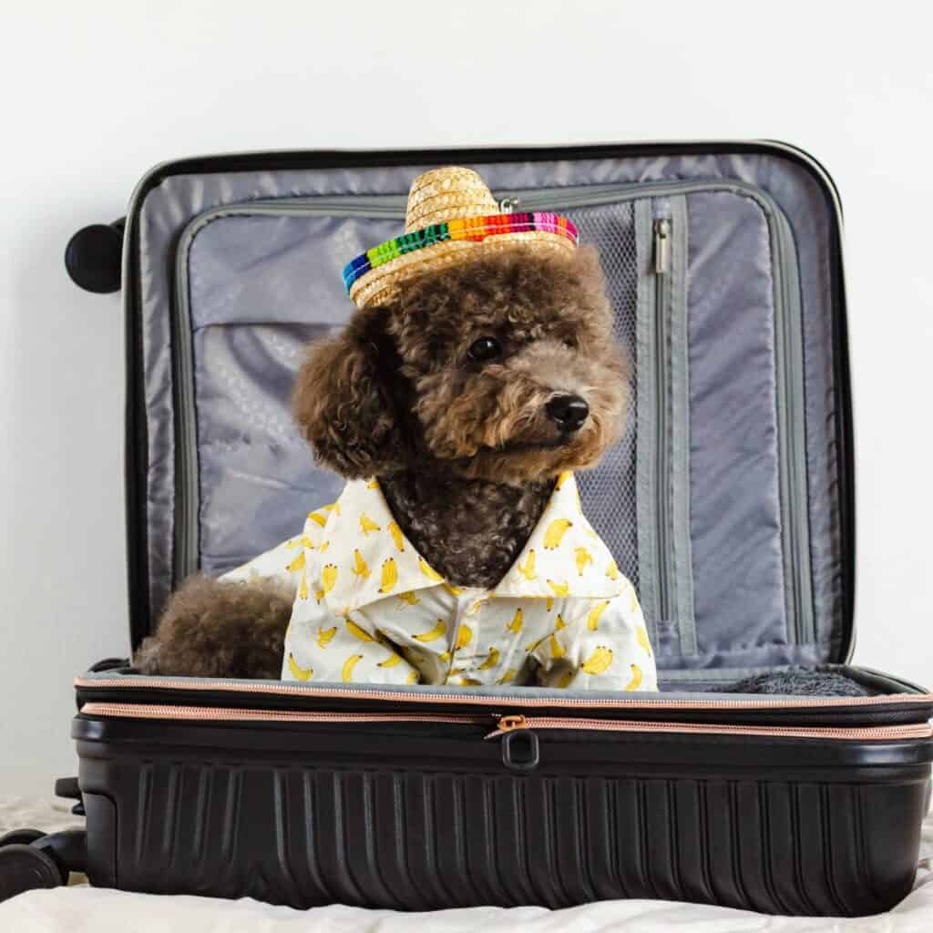 Small dark colored poodle in a suitcase with a sombrero and printed shirt ready for a trip.
