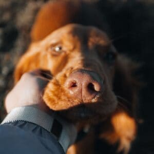 Brown colored dog staring into the camera with a person holding its chin