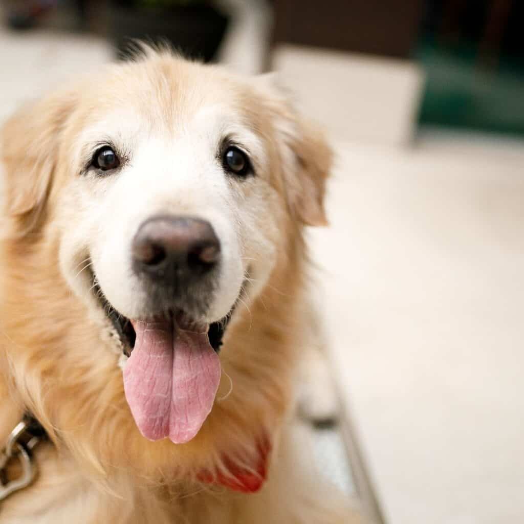 Golden retriever dog senior that is ready to show that old dogs can learn new tricks