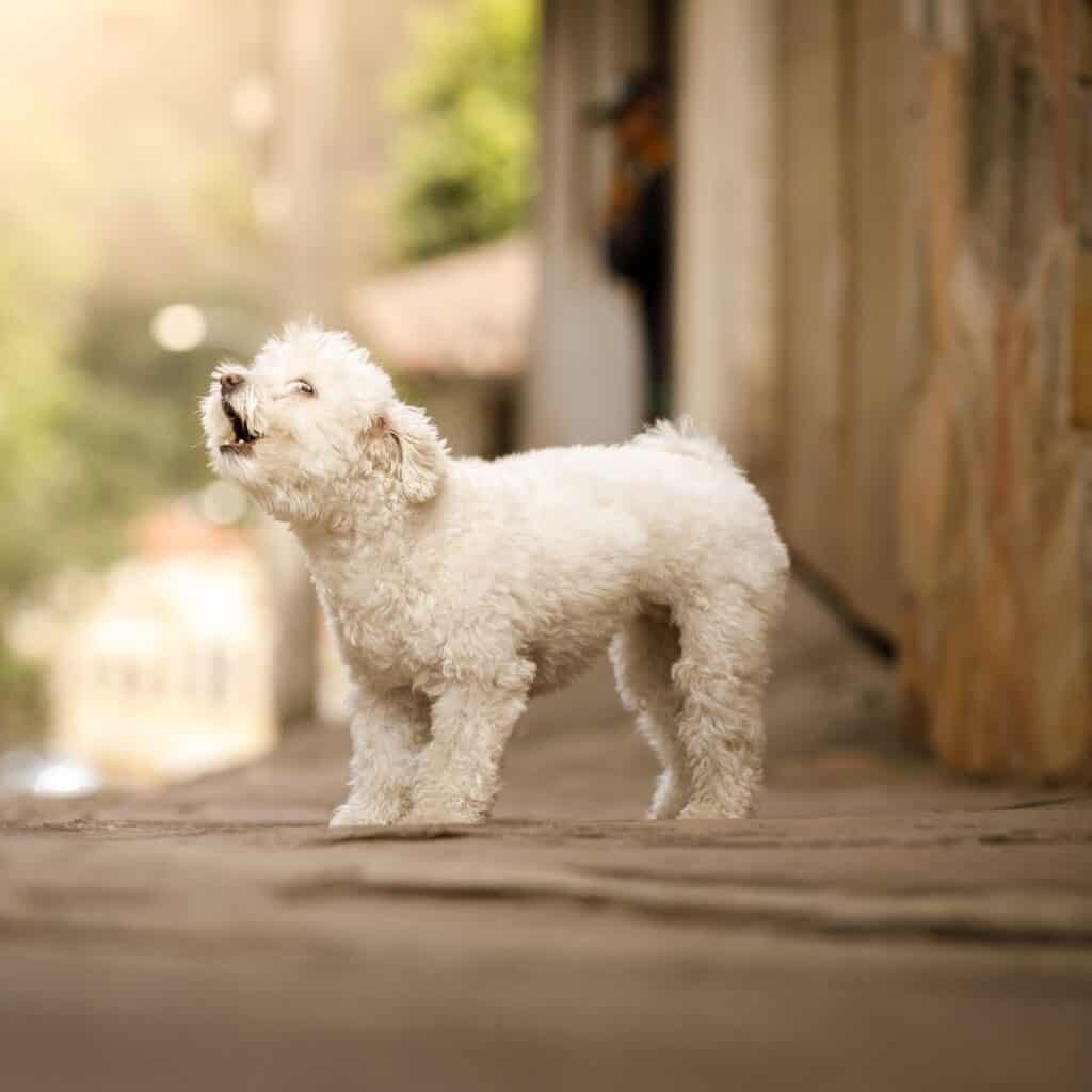 Small white dog barking while standing on pavement.  