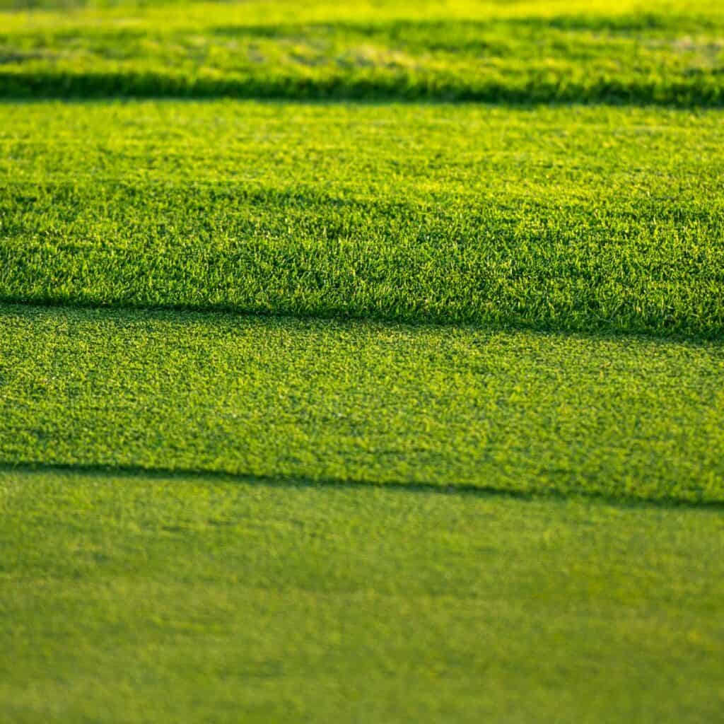 Picture of fresh green grass cut at different heights with the sun shining on it.