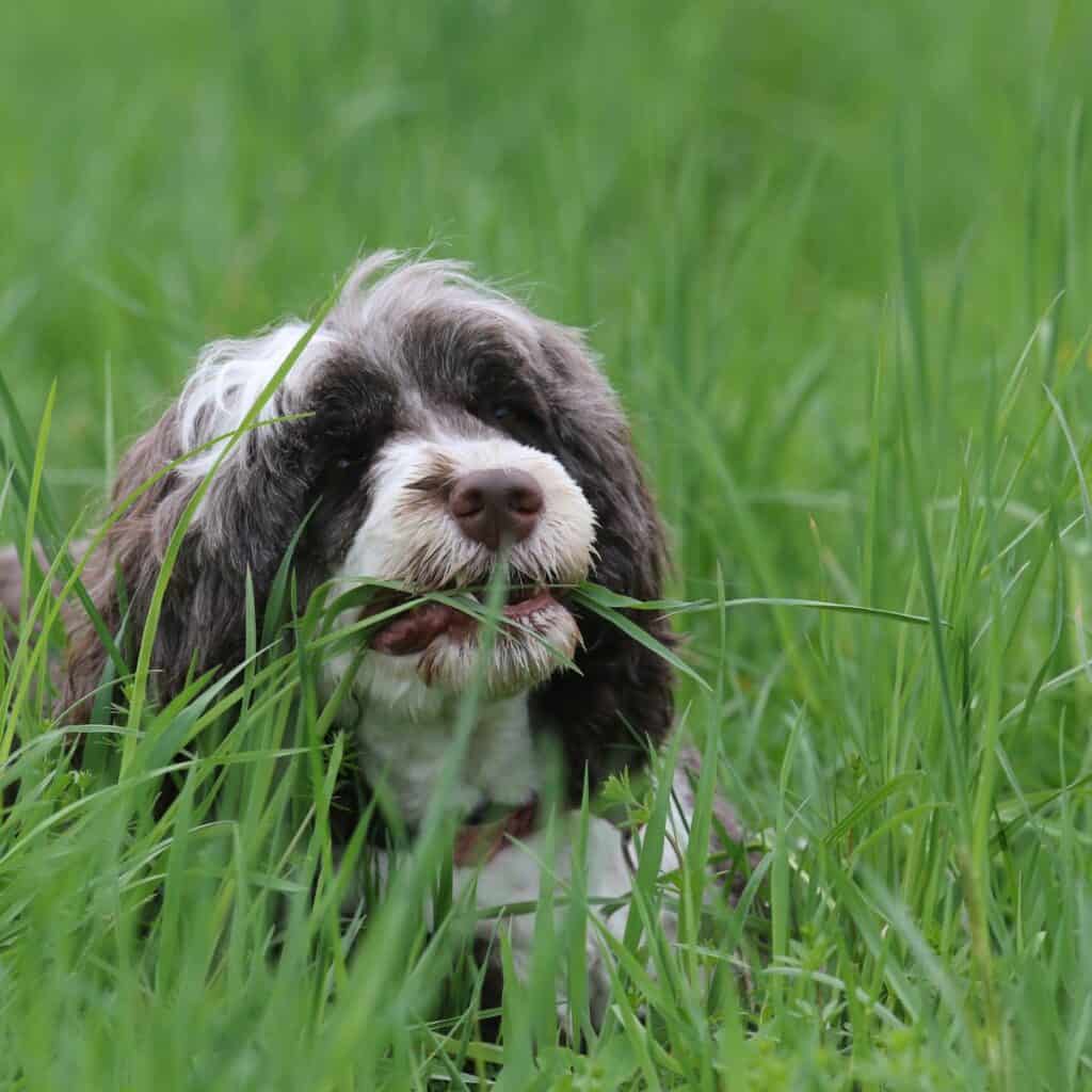 Grey and white fluffy dog lying in a field eating grass.