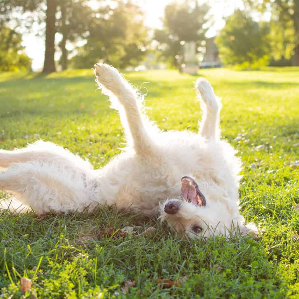 Beige furry dog rolling in the grass in a forest in the sun.