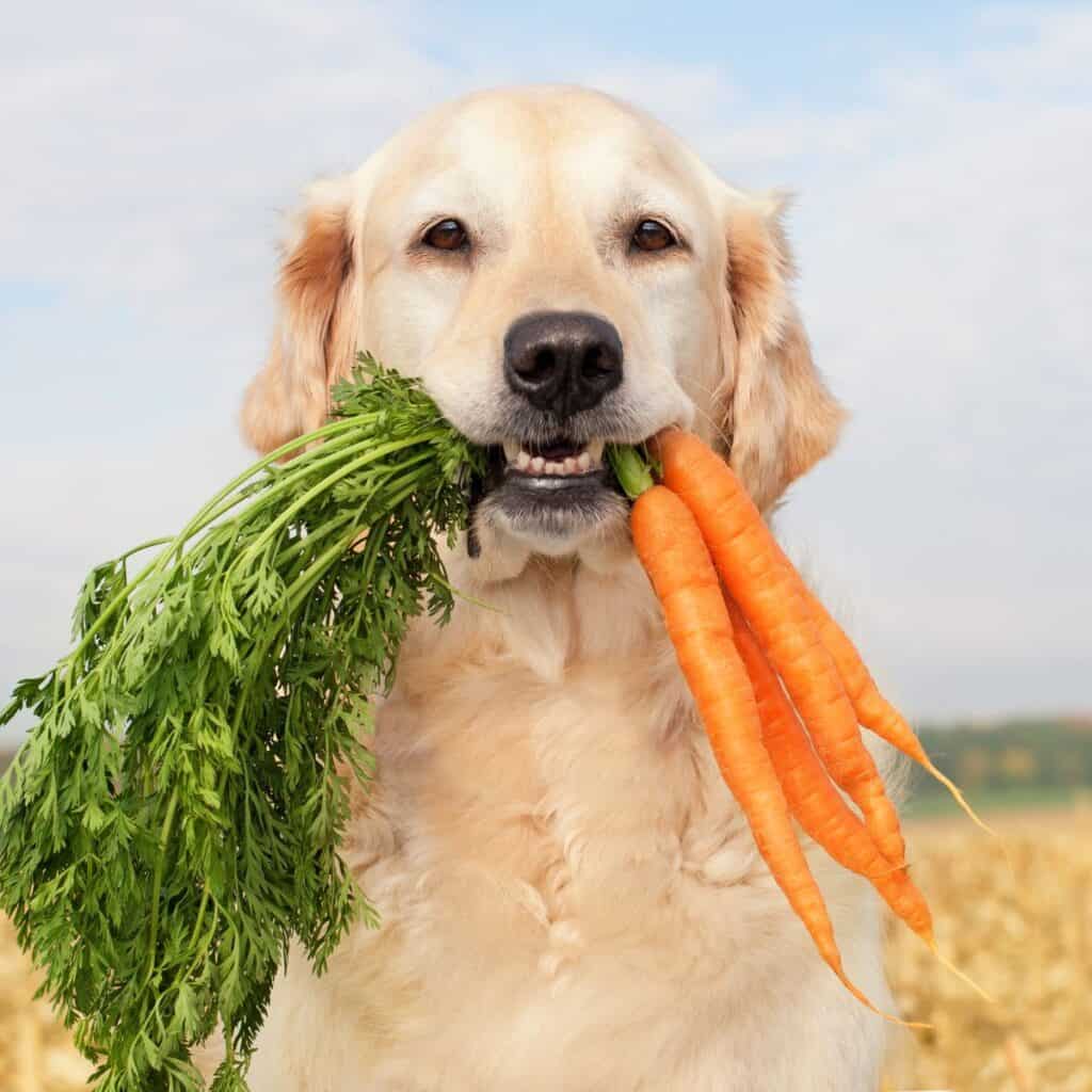Golden dog looking into camera holding a bunch of carrots with long stems in its mouth.
