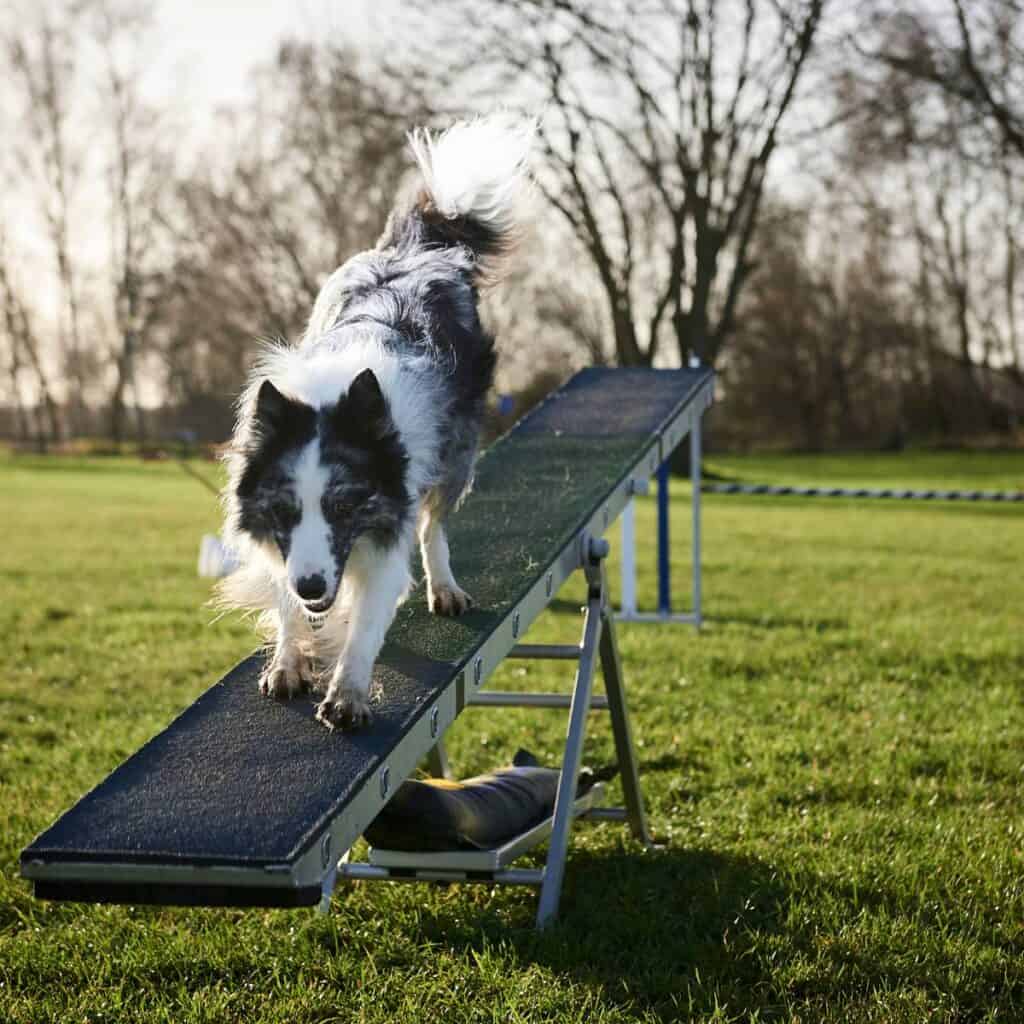 Grey and white Border Collie type dog coming down a ramp doing dog agility at a dog park.