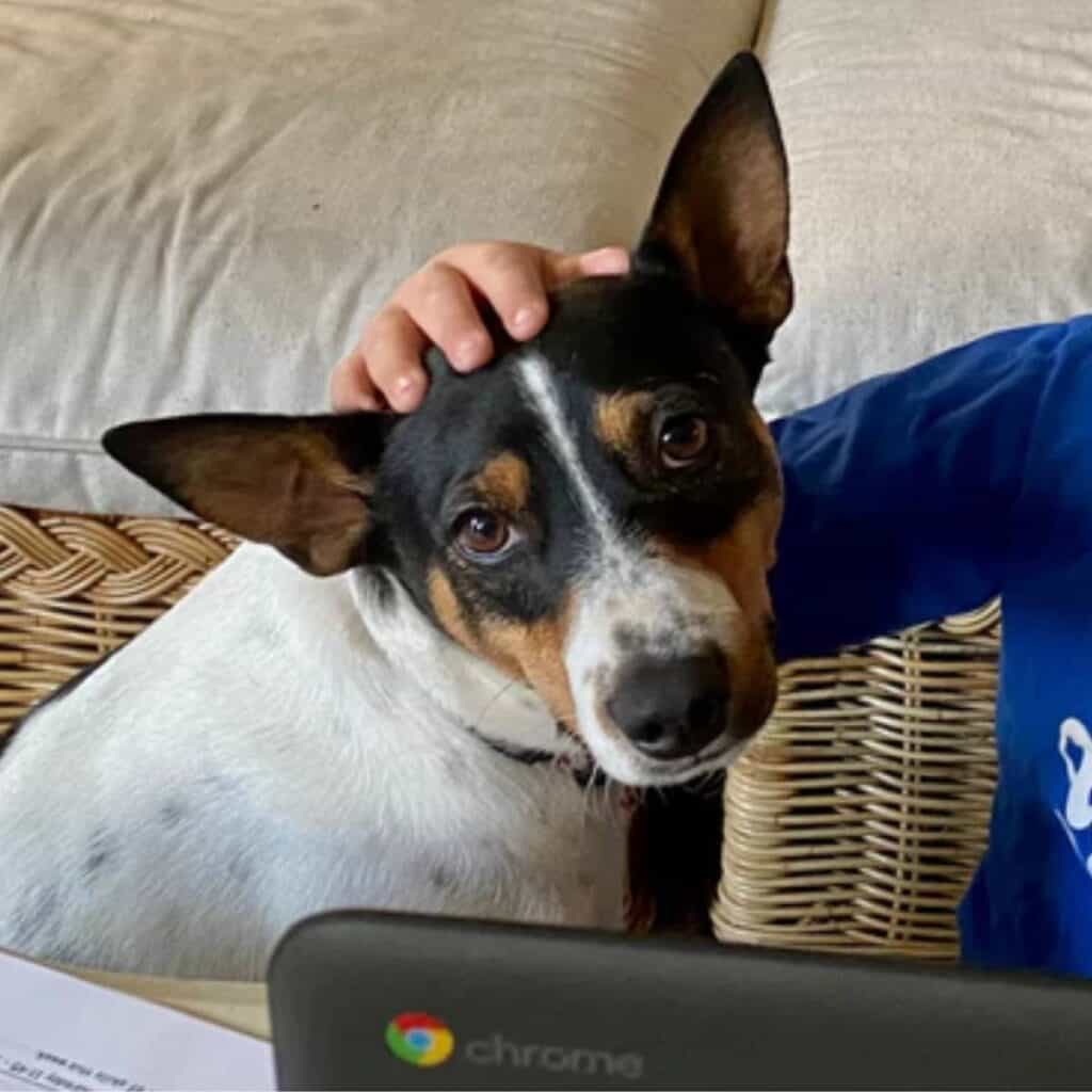 A rat terrier with a child looking into the camera while the child in a blue shirt pets the top of his head.