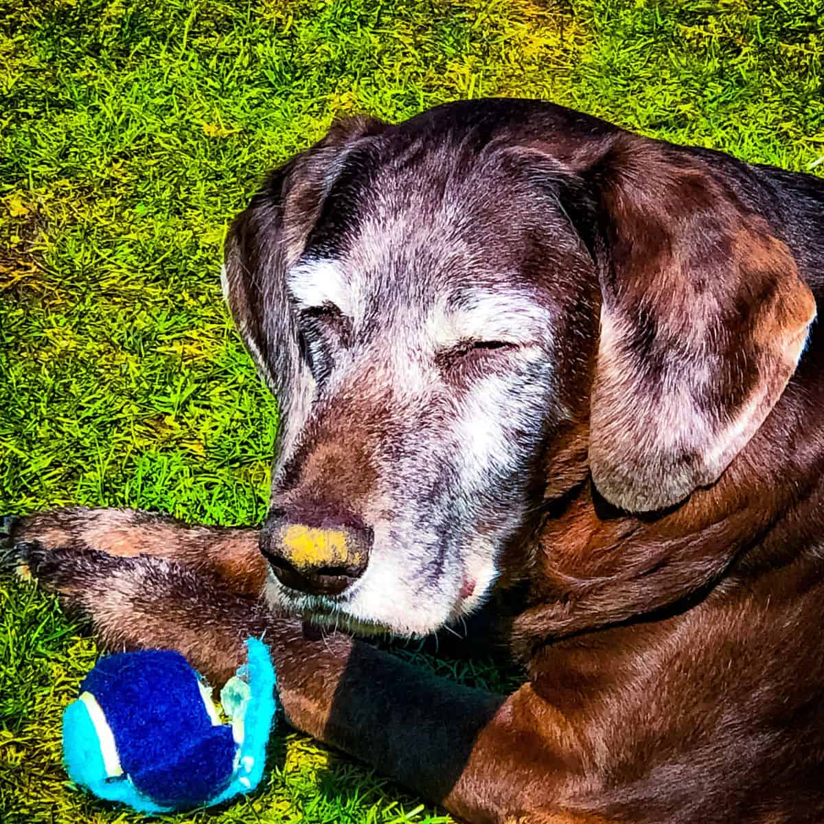 lack grey muzzle senior dog lying on the grass with a ball indicating the pros of owning a senior dog