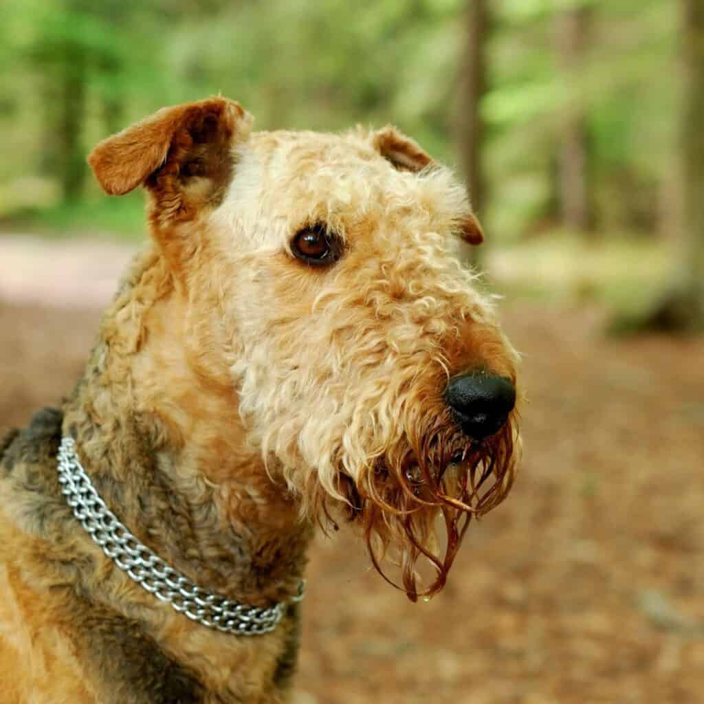 Head of a golden beige Airedale terrier with a wet beard and chain collar.