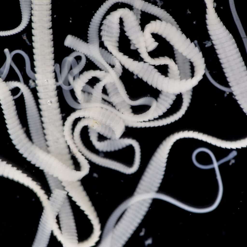White dog tapeworms close up in black background.