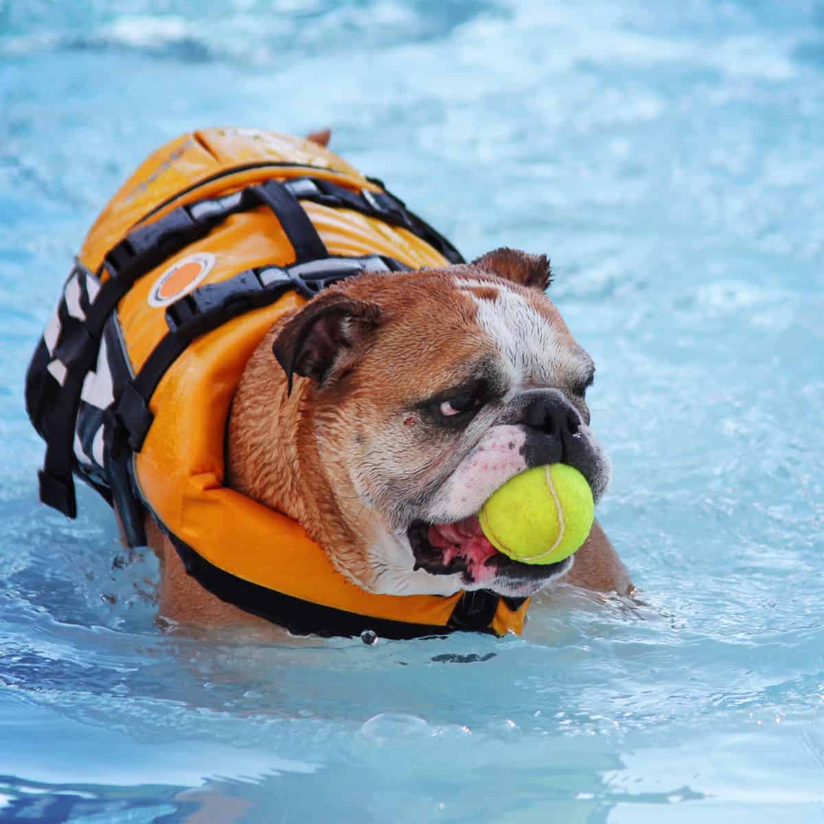 Bull dog swimming in a pool with a life vest and a ball in his mouth.