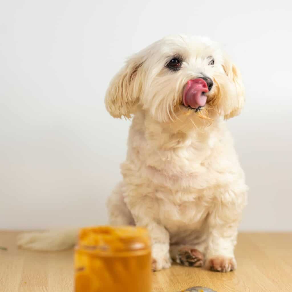 White small shaggy dog sitting on the floor licking lips in front of a container of peanut butter.