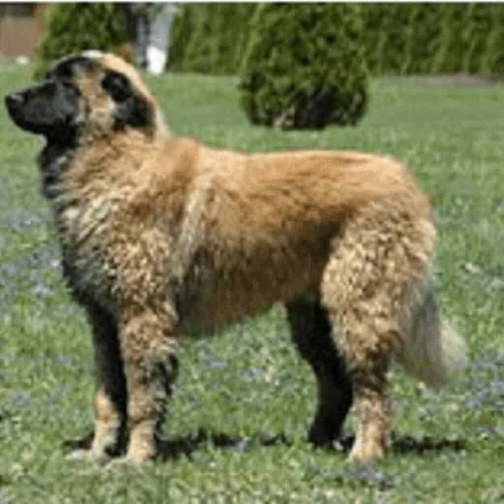 Estrela mountain dog livestock guardian dog fawn colored standing in the grass.