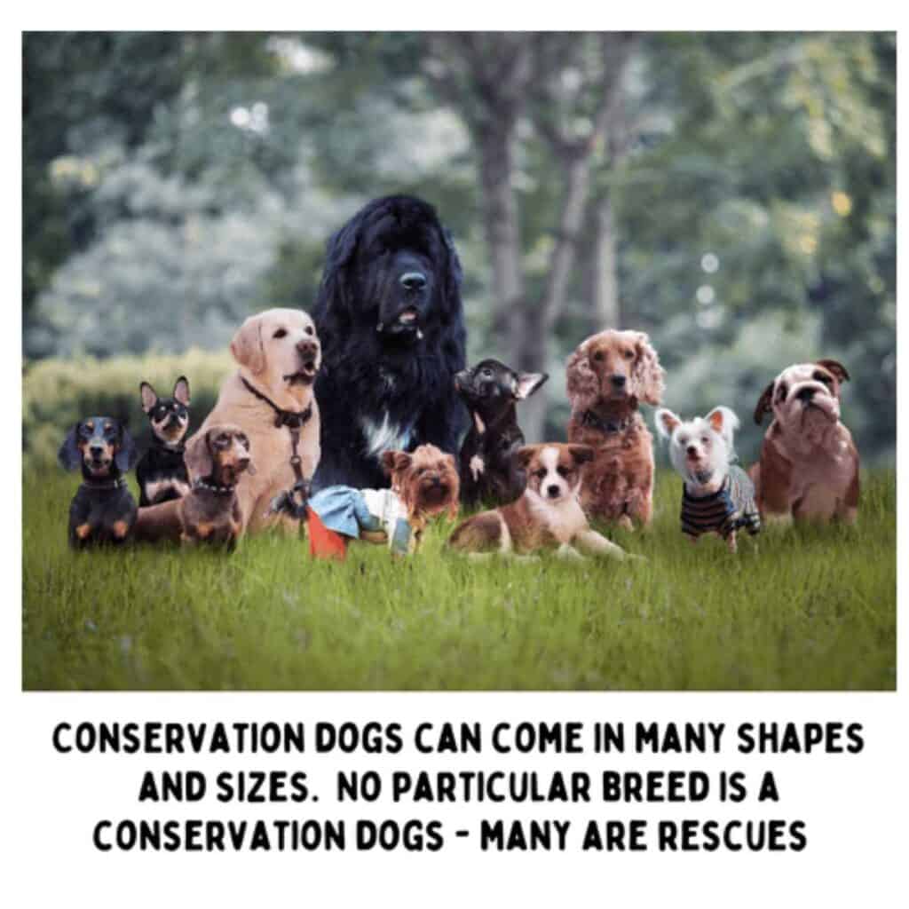 Group of dogs in many different breeds and sizes sitting on the grass with a saying under it about conservation dogs coming in many shapes and sizes.
