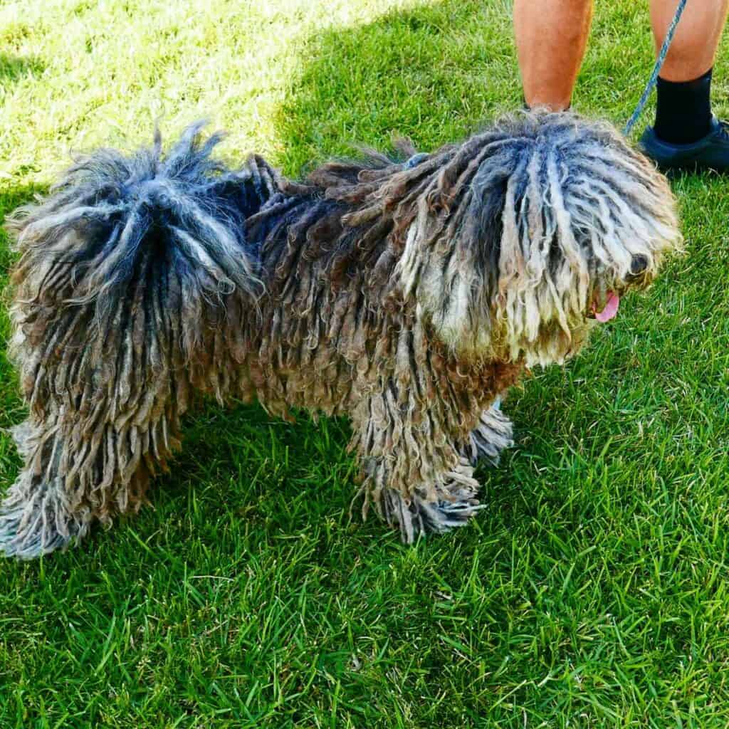 Grey Puli dog standing on grass on a leash beside its owners.