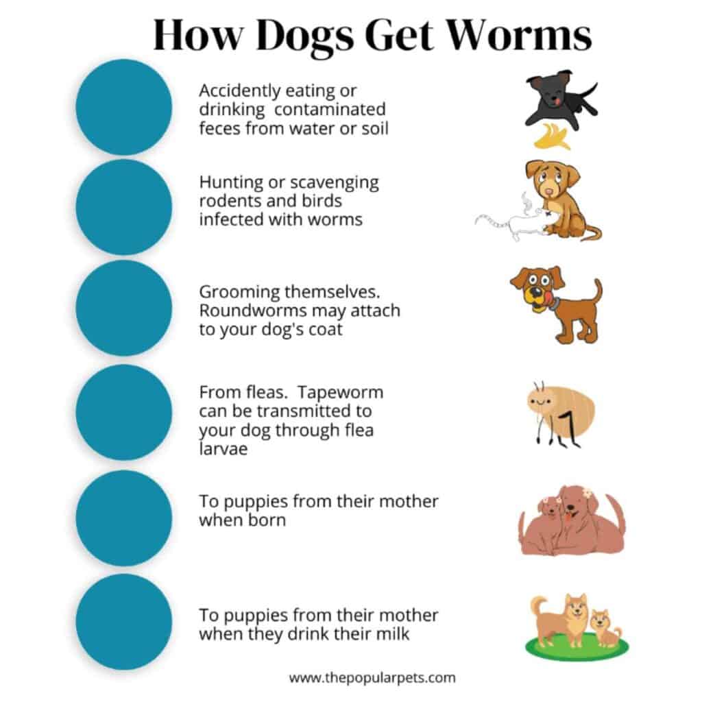 An image showing how dogs get worms with 6 reasons described alongside a cartoon of a dog depicting the reason.
