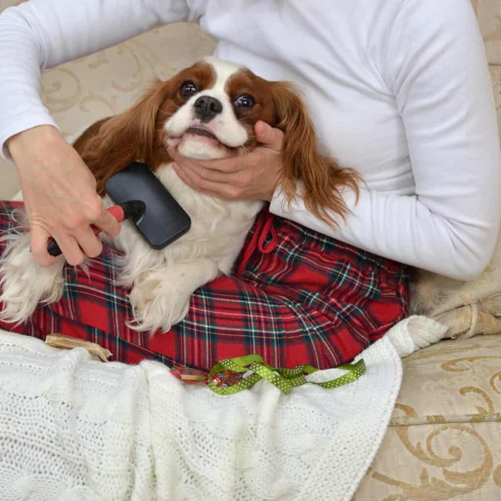 Woman in a white shirt with red plaid pants holding a white and brown dog in her lap that she is brushing.