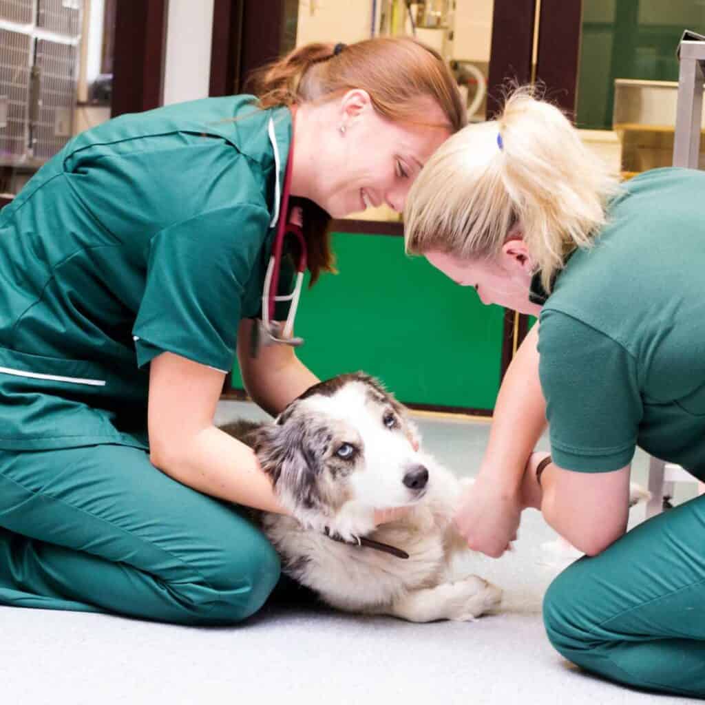 Grey and white dog in a low cost spay and neuter clinic to get spayed with two vets in green scrubs lying on the floor.