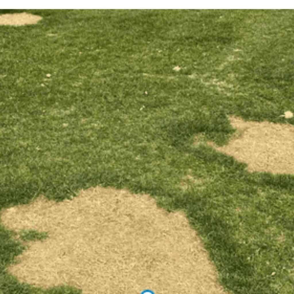 Brown spots on a green lawn from dog urine.