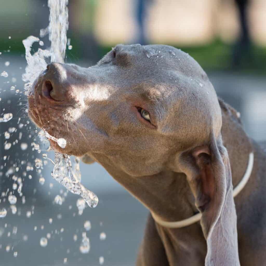 Brown dog drinking water out of a tap cooling mouth after eating jalapeno.