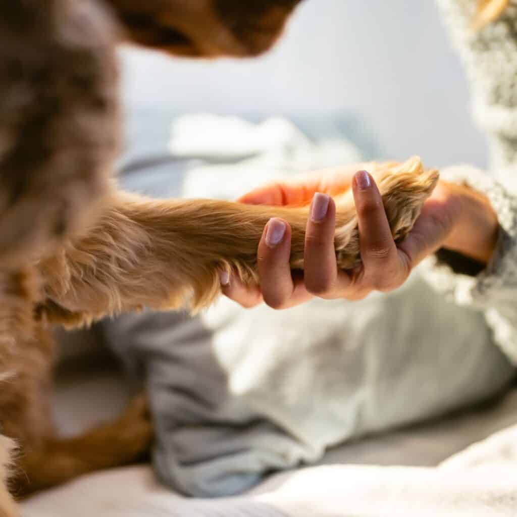 Brown furry dog paw being held by a woman.