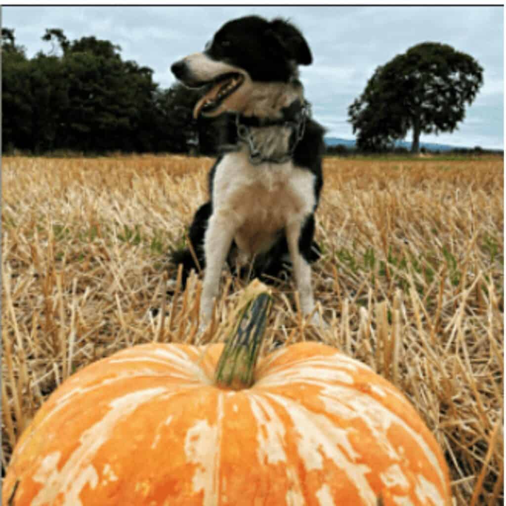 Black and white border collie in a field looking to the side behind a yellow and white pumpkin.