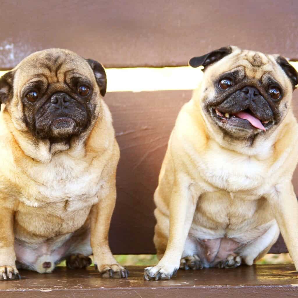 Two fawn pugs, one with tongue out, sitting on a park bench looking into the camera.