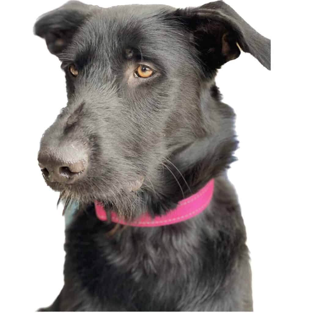 Black hairless dog with hair and a pink collar and a beard.