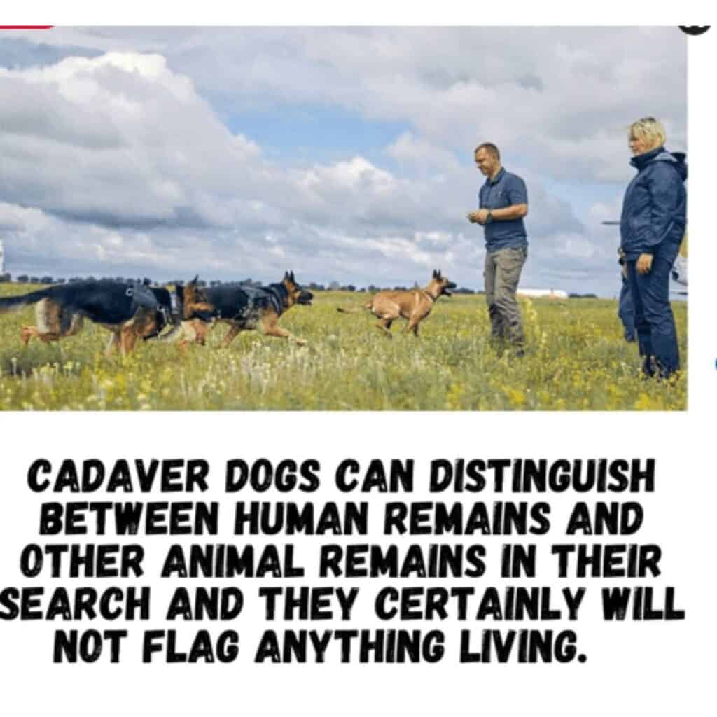 German shepherd cadaver dogs in a filed with their handlers.