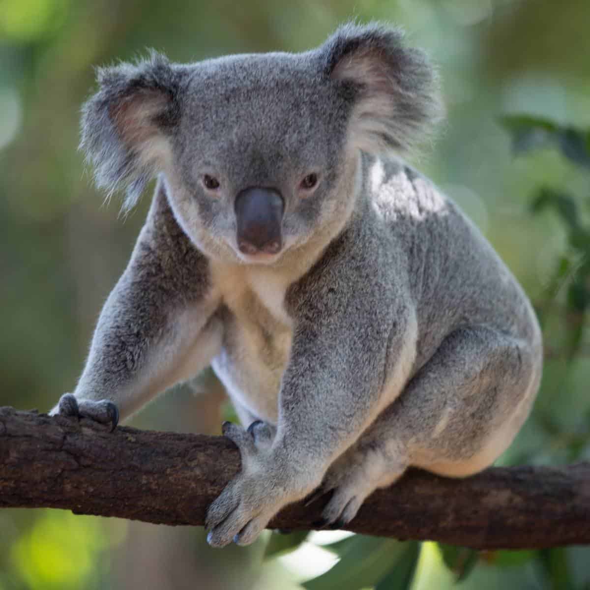 Koala on a branch in the forest.