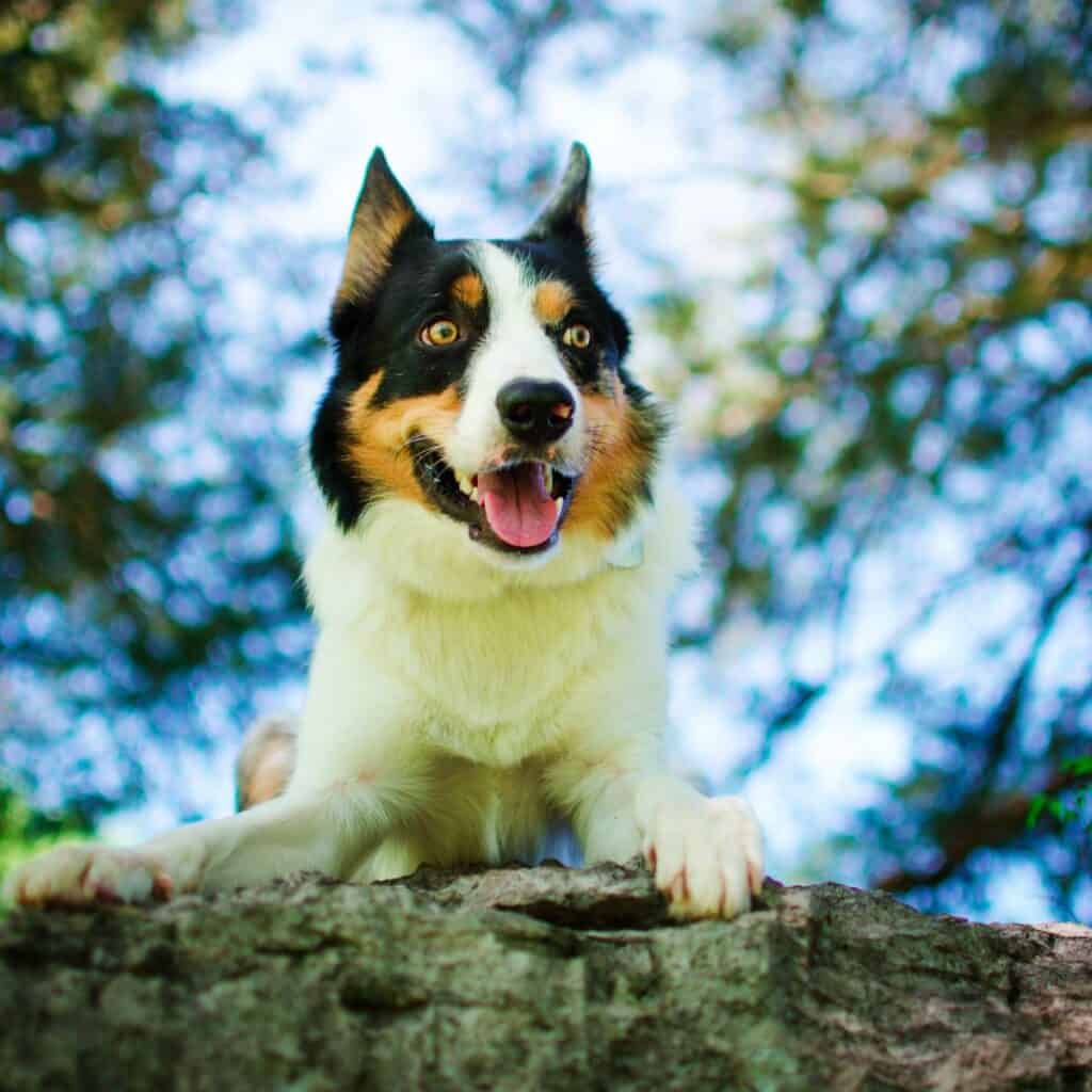 Black, brown and white dog lying down on a tree in the forest.  