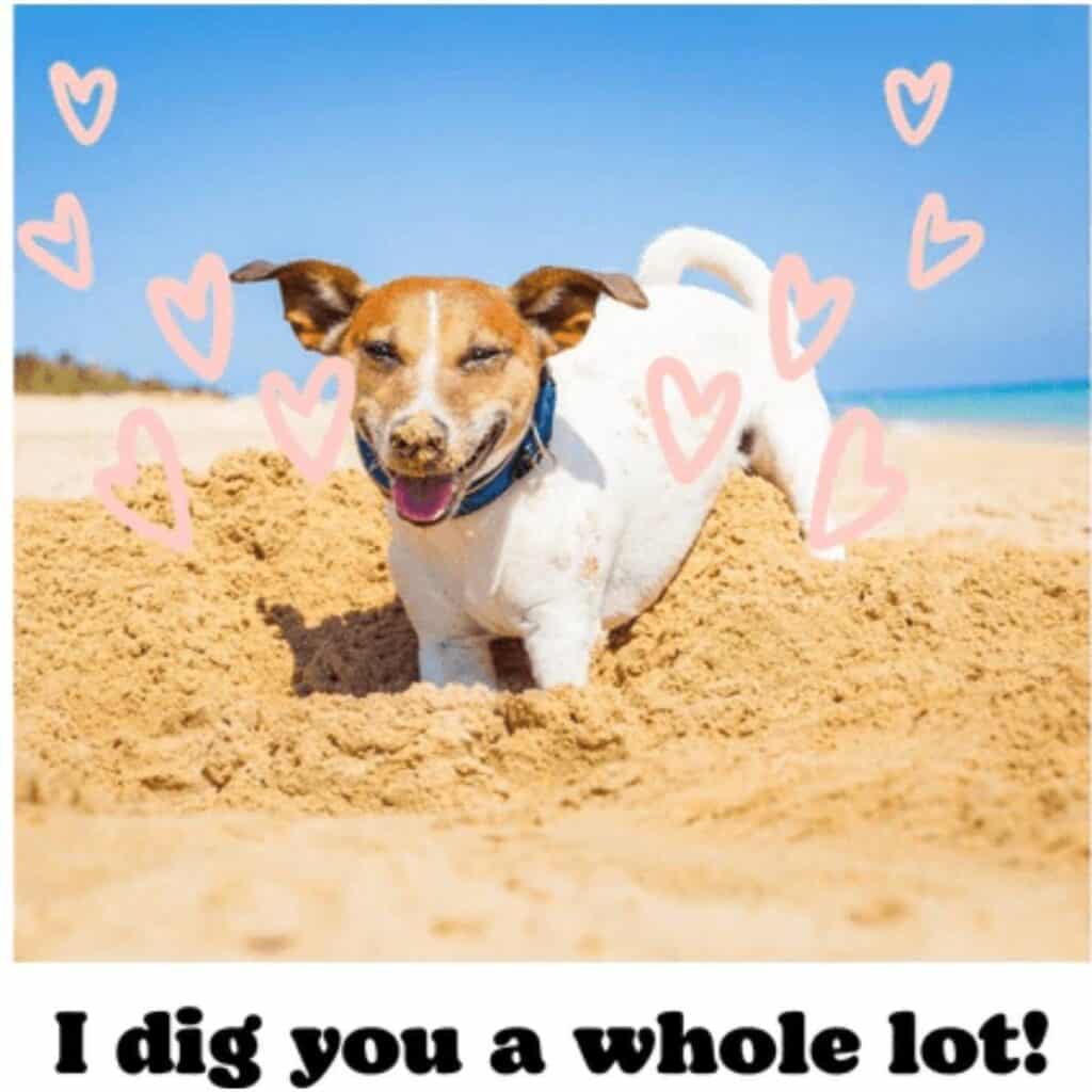 Dog digging in the sand with a Valentine's Day saying "I did you a lot."