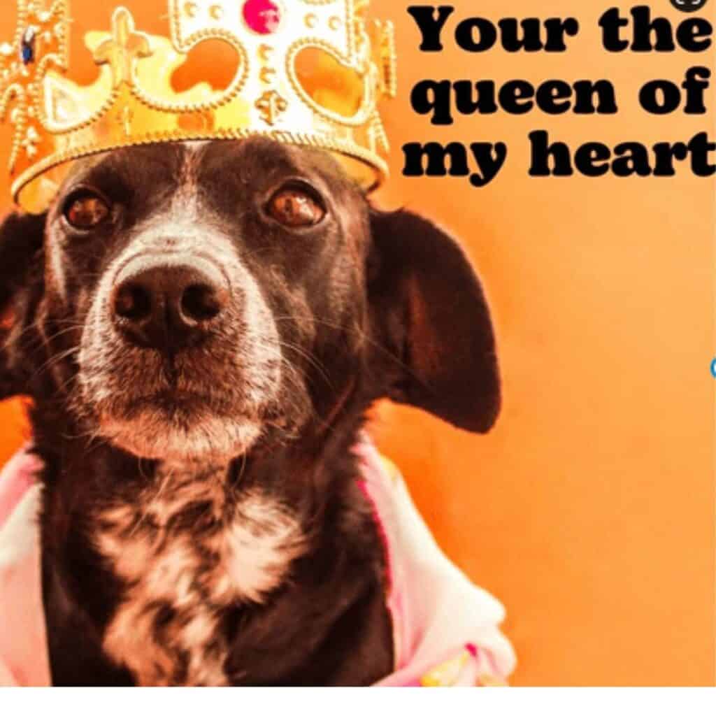 Brown dog with grey muzzle with a crown on his head and the saying "your the queen of my heart."