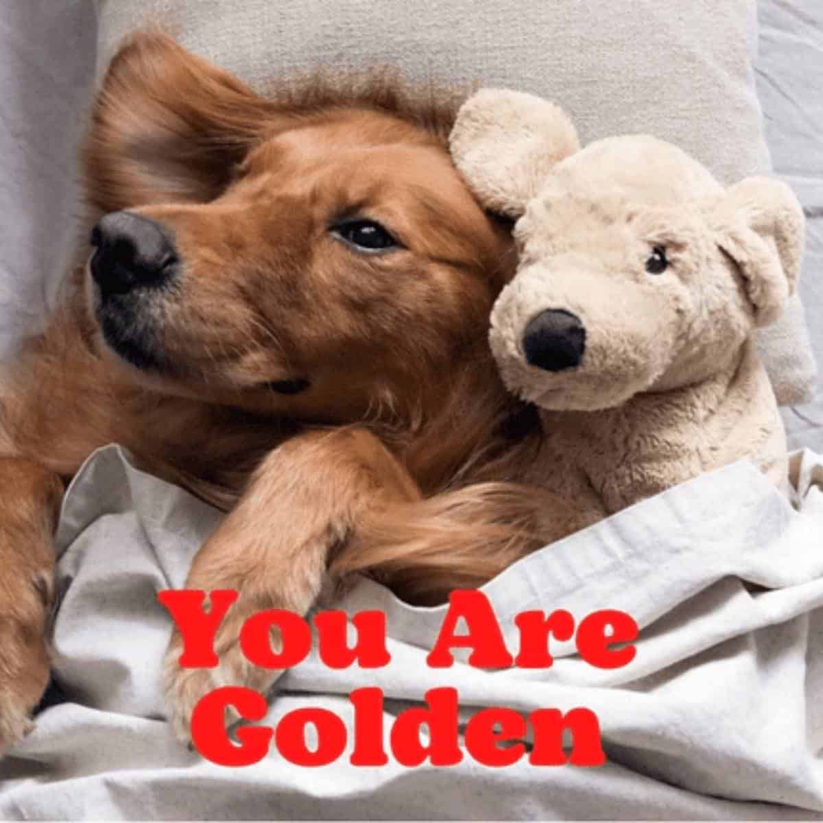 Golden retriever with a white snuggly with a Valentine's saying "you are golden."