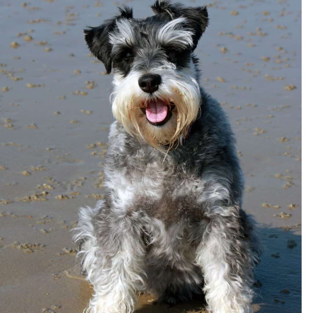 Grey and white Schnauzer dog sitting and staring  into the camera while at the beach.