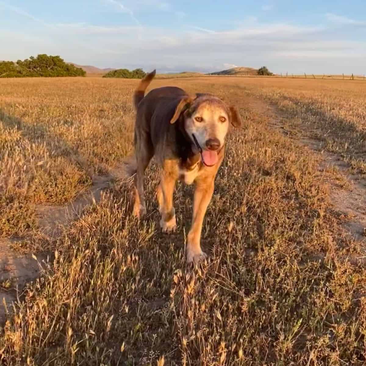 Senior dog walking at dusk on browned grass.