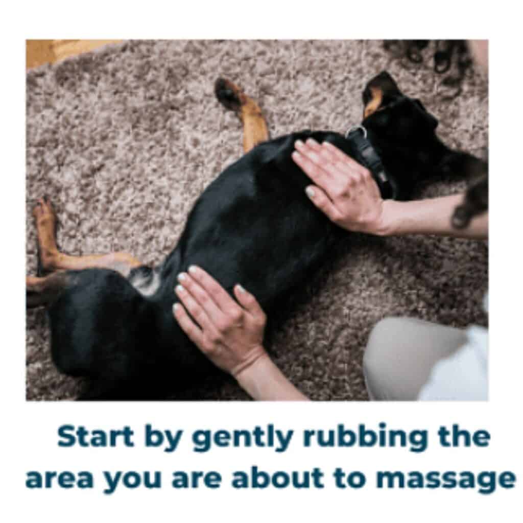 Black and brown dog lying on its side on a carpet being massaged by a person.